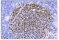 Anti-Ki67 Antibody Picoband™ (monoclonal, 5E12)